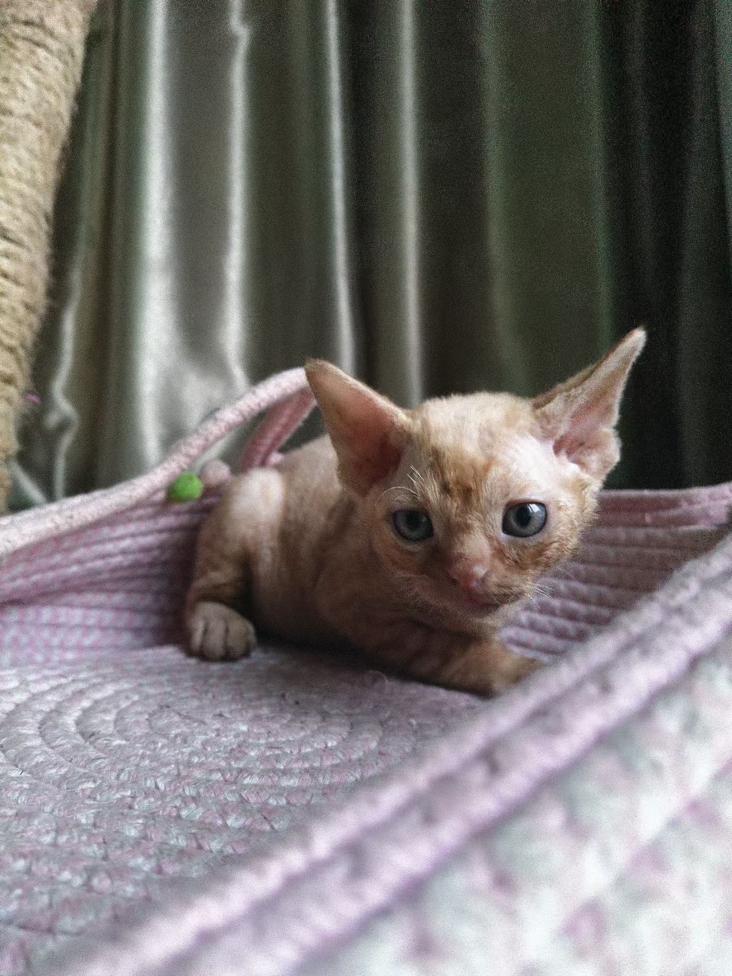 宠物级德文猫，支持上海上门挑选。可小刀。
自家生养。养猫5年